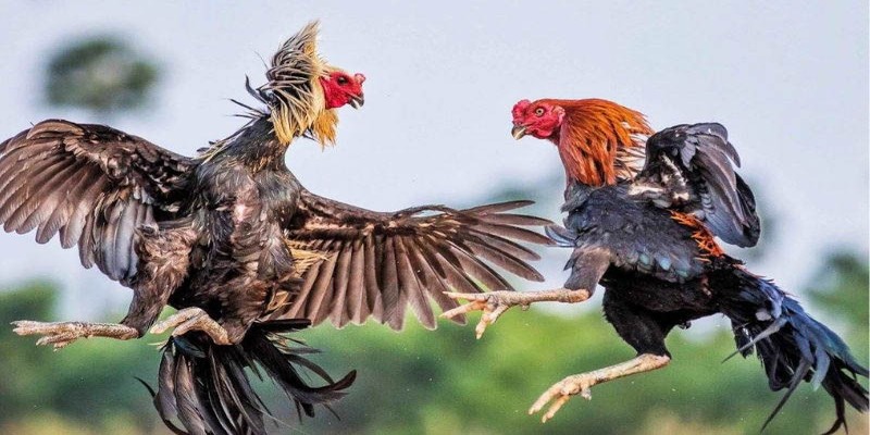 Điểm mặt những hình thức đá chiến kê thomo đỉnh cao